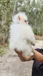 Lulu da pomerania / spitz alemao anao
