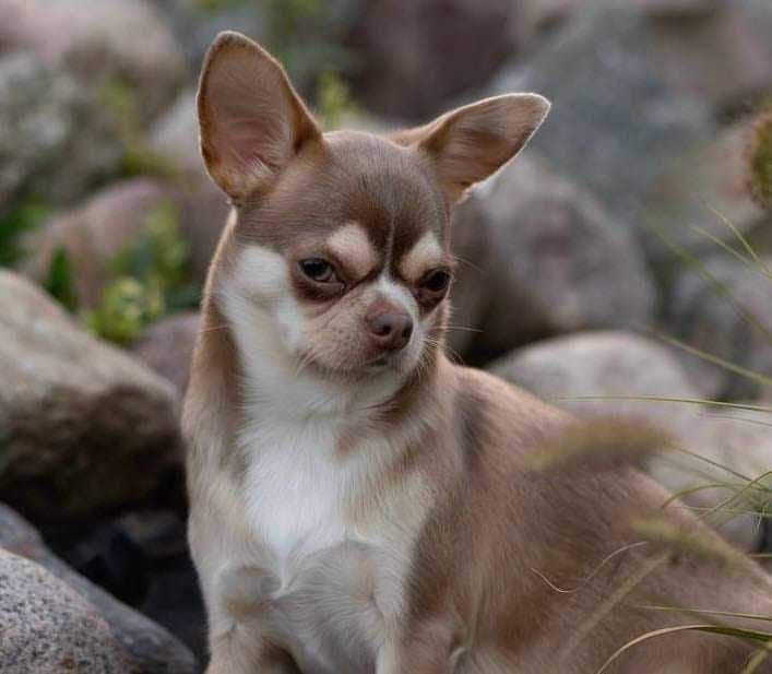 Chihuahua piękna sunia kolor huski