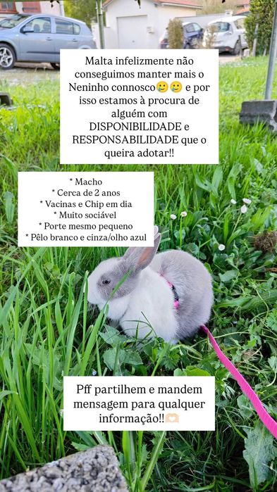 Coelho anão para adoção