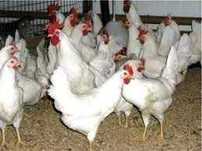 Kury NIOSKI z jajkiem Messa Leghorn Tetra Dominant ISA ! Zapraszam !
