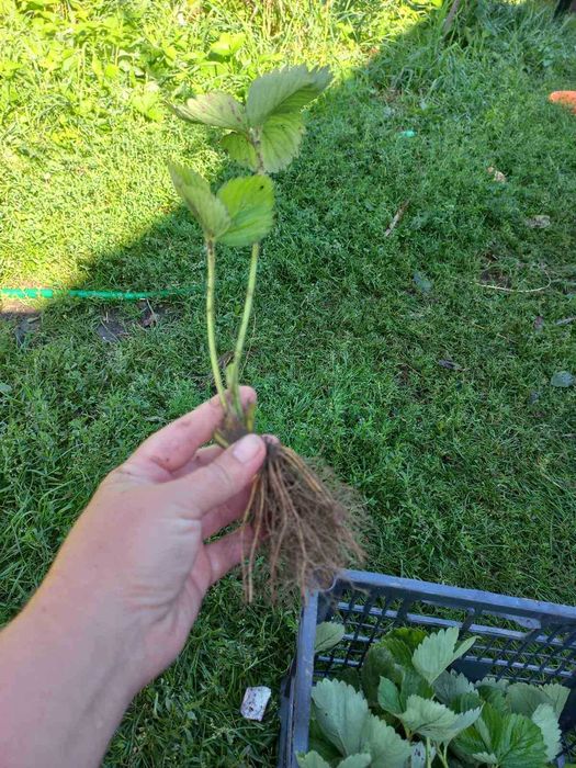 саджанці полуниці