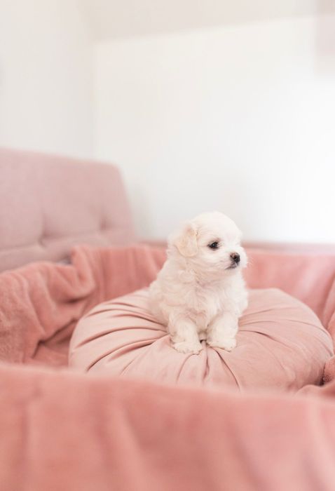 Maltańczyk z rodowodem i chipem / Gotowy do odbioru