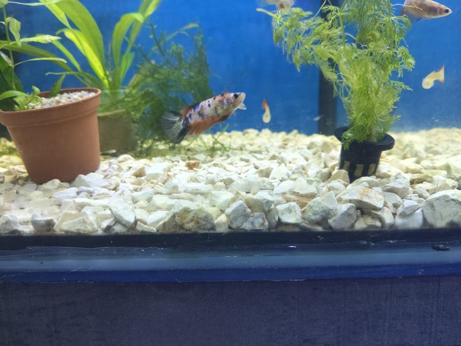 Bettas fêmeas variadas