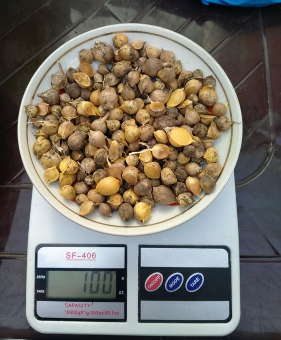 Чеснок Рокамболь( детка) 125 грн за 100 грамм