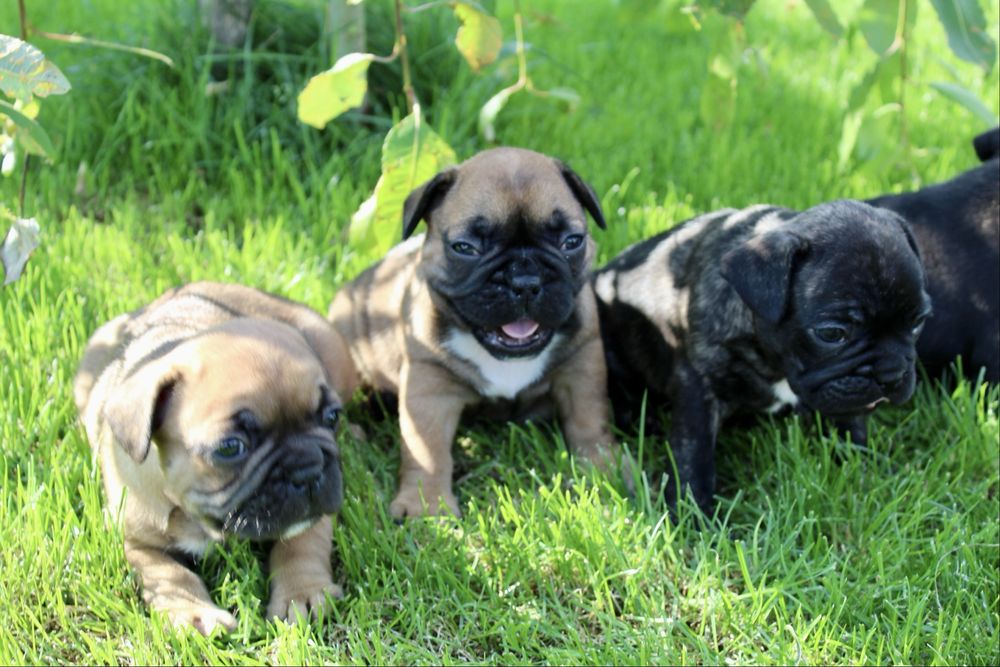 Buldog francuski miot A