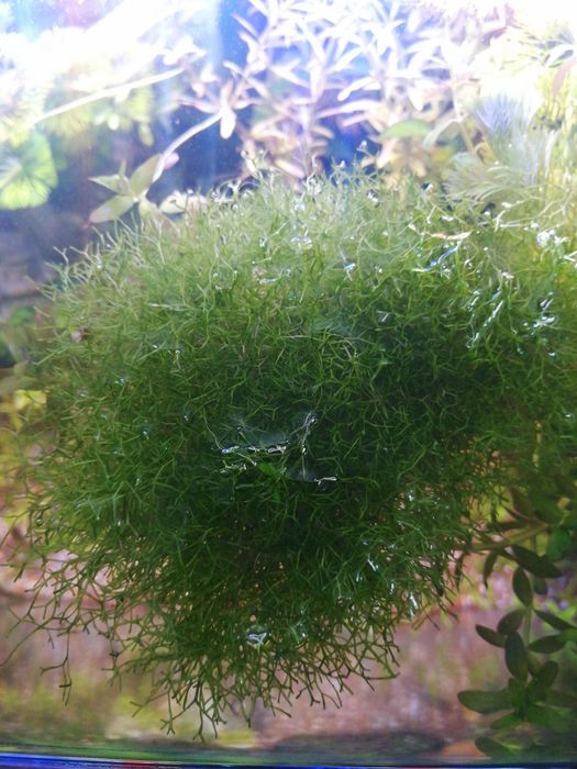 Kit plantas para aquário