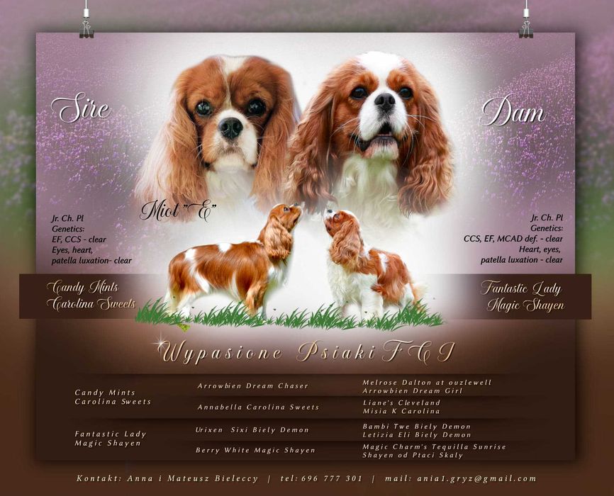 Cavalier king charles spaniel suczka blenheim po championach ZKWP FCI