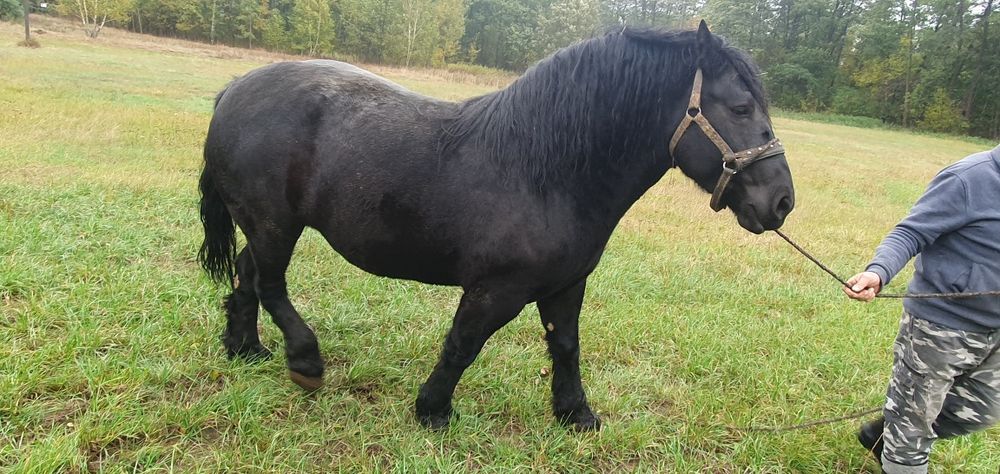 Klacz zimnokrwista + Kara