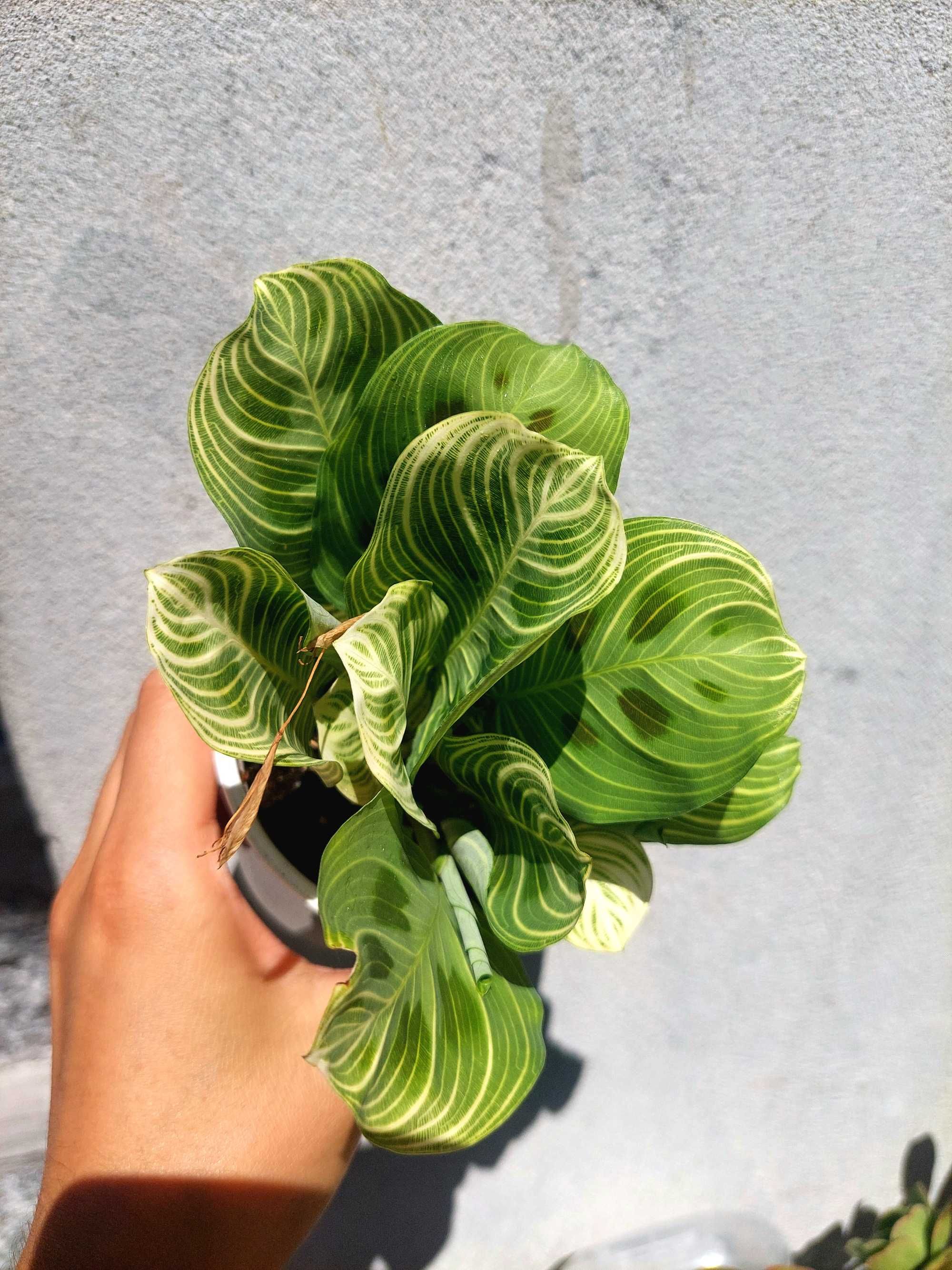 Maranta Light Veins