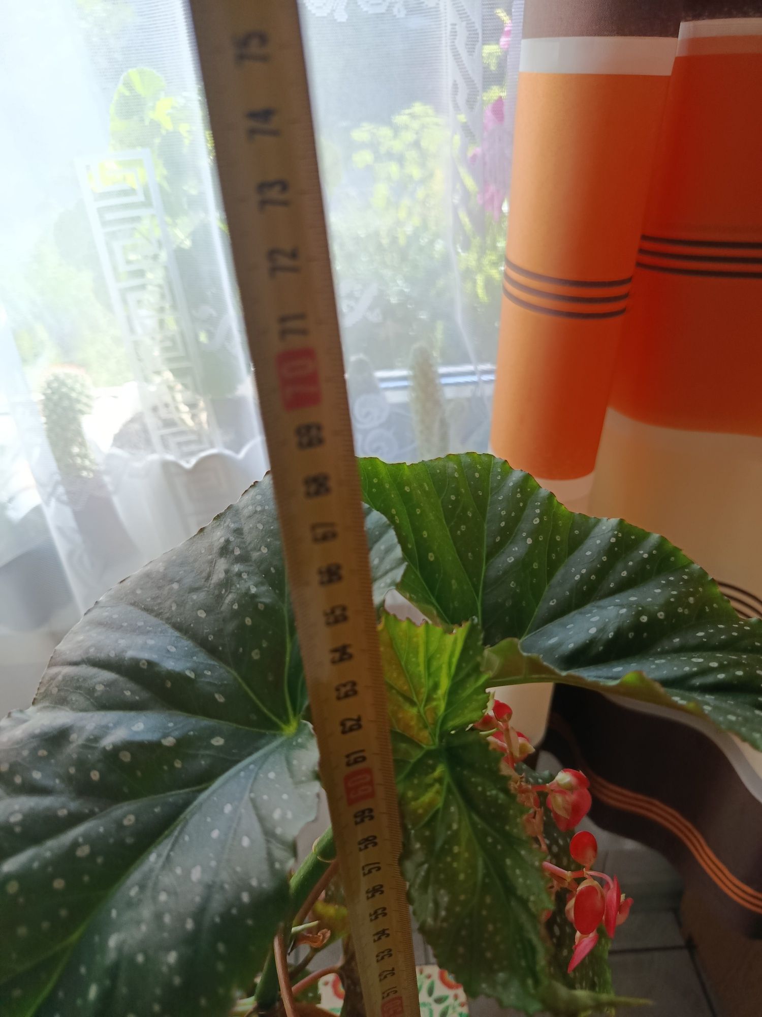 Begonia Lucerna duża roślina