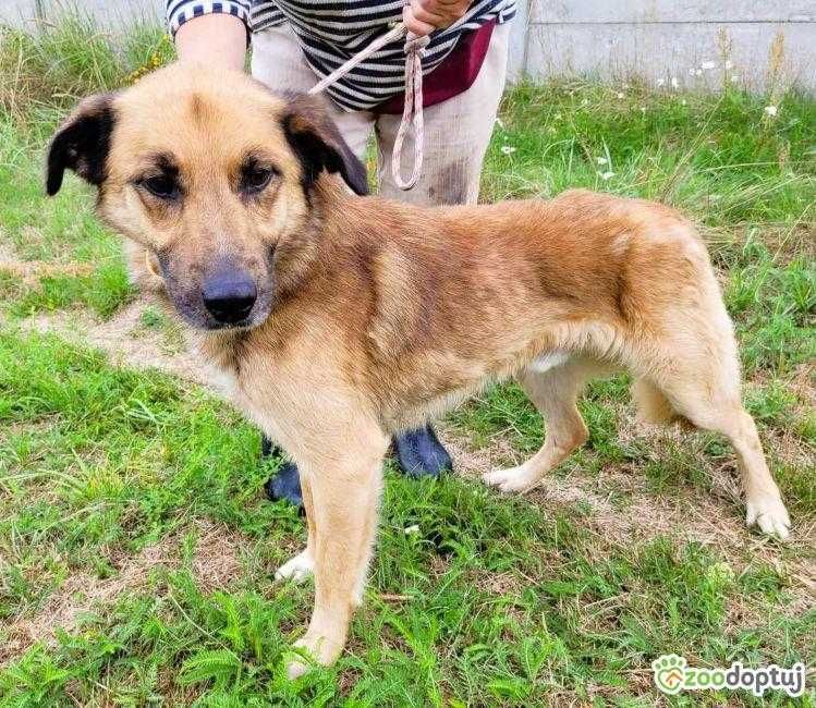 KUBUŚ - za stary, za brzydki żeby mieć prawdziwy dom? Adoptuj!
