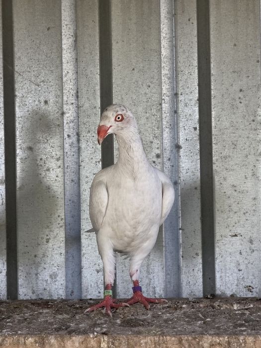 Biały nakrapiany duński lotny