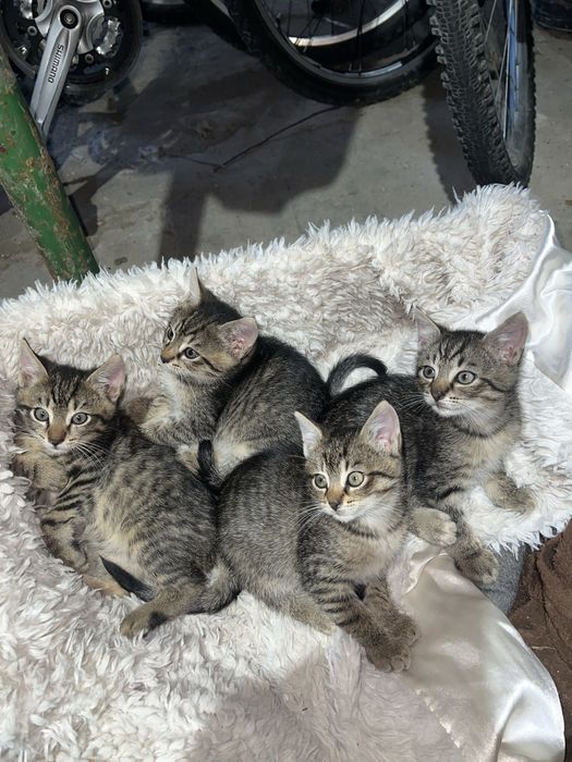 Do oddania cztery urocze kociaki
