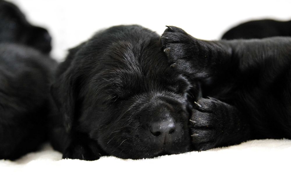 Cudowny szczeniak Labrador Retriever FCI