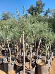 Oliveiras Galegas
