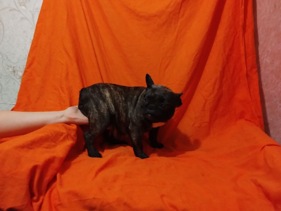 Міні  бульдожка.