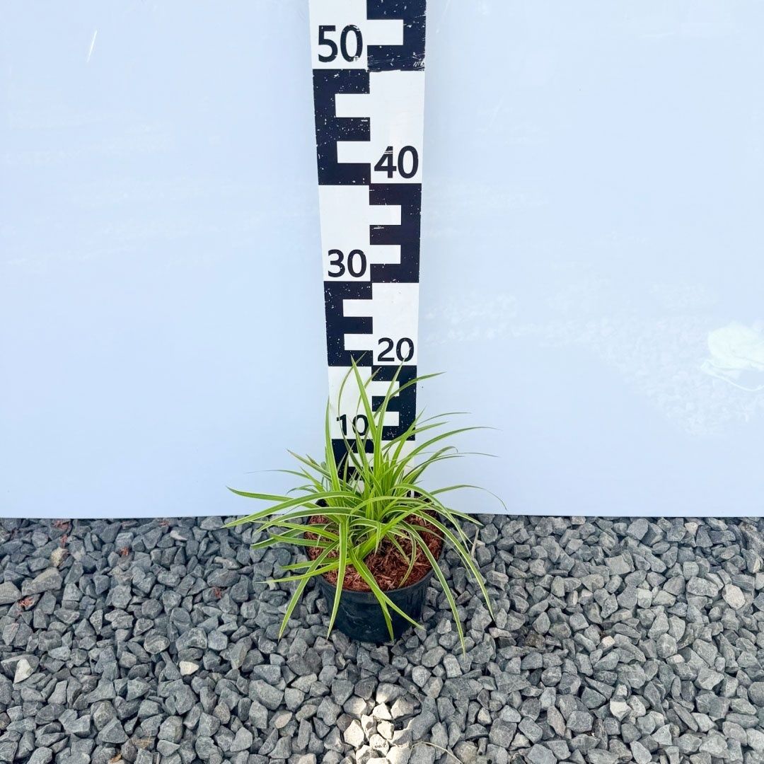 Turzyca Morrowa 'Ice Dance' 2L