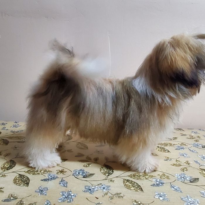 Породный пупсик ши-тцу.