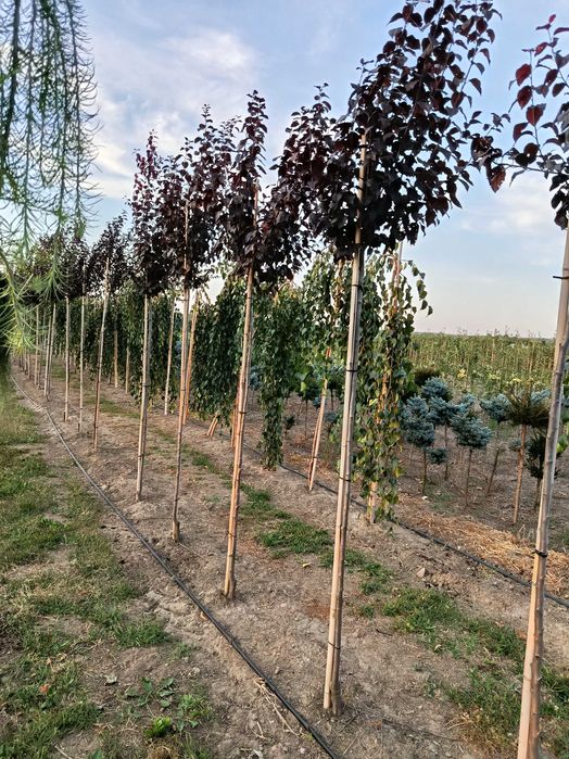 Lipa drobnolistna, klon jawor, jesion wyniosły, brzoza,grab,sosna,tuje