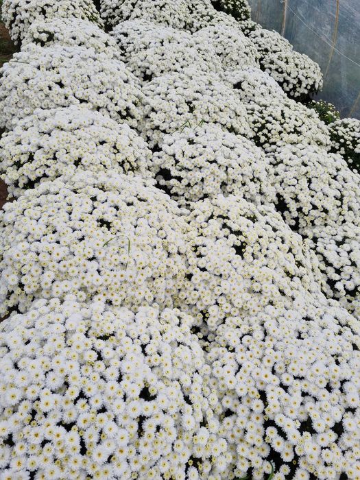 Chryzantemy doniczkowe drobnokwiatowe Producent transport