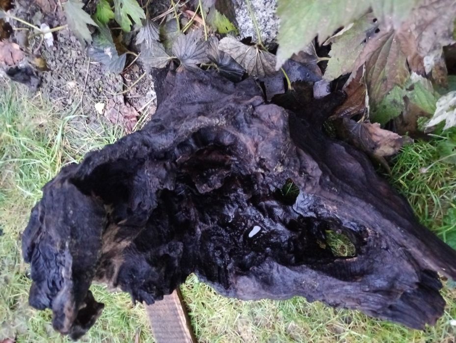 Korzeń do akwarium XXL 20kg !!!