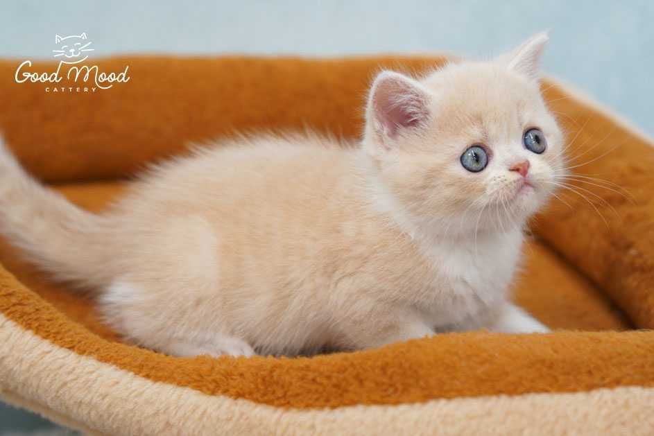 Шотландське кошеня кремового кольору. З документами!