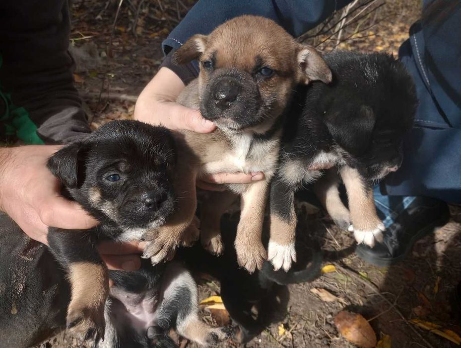 szczeniaki do oddania