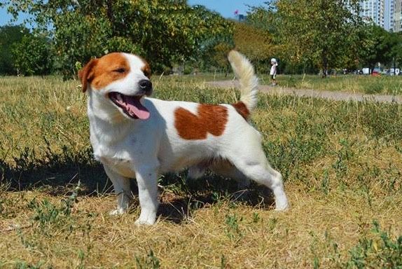 Мультичемпіон джек рассел вязка