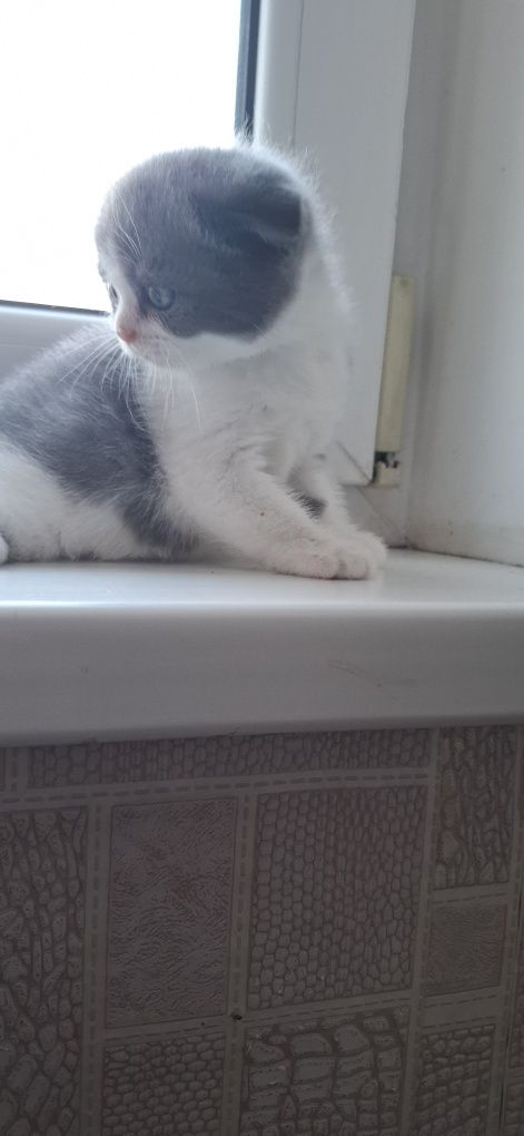 Кошеня.  хлопчик