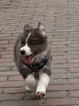 Border Collie FCI blue merle, pierwszy miot !!