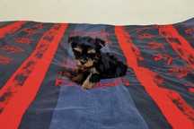 Yorkshire terrier miniaturka
