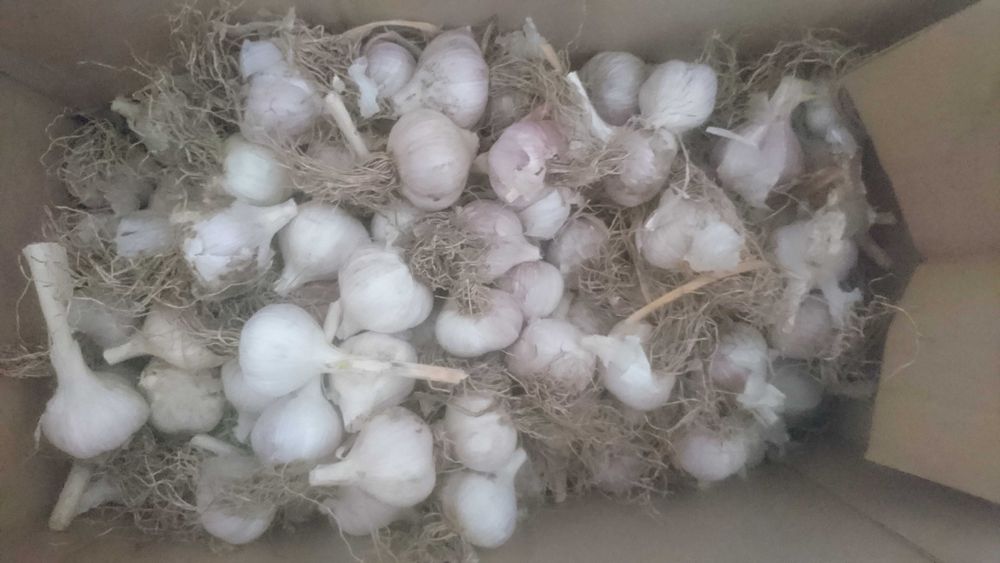 Продам часнок сезон 2025