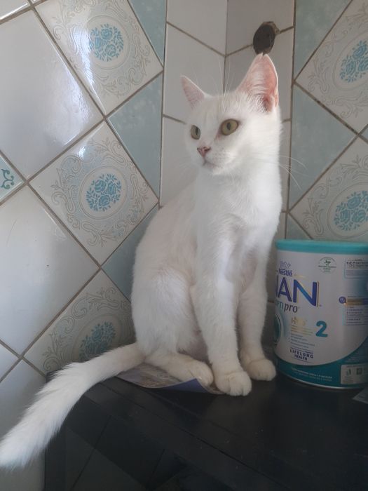 Отдам белую кошку, стерилизована,привита, 1 год