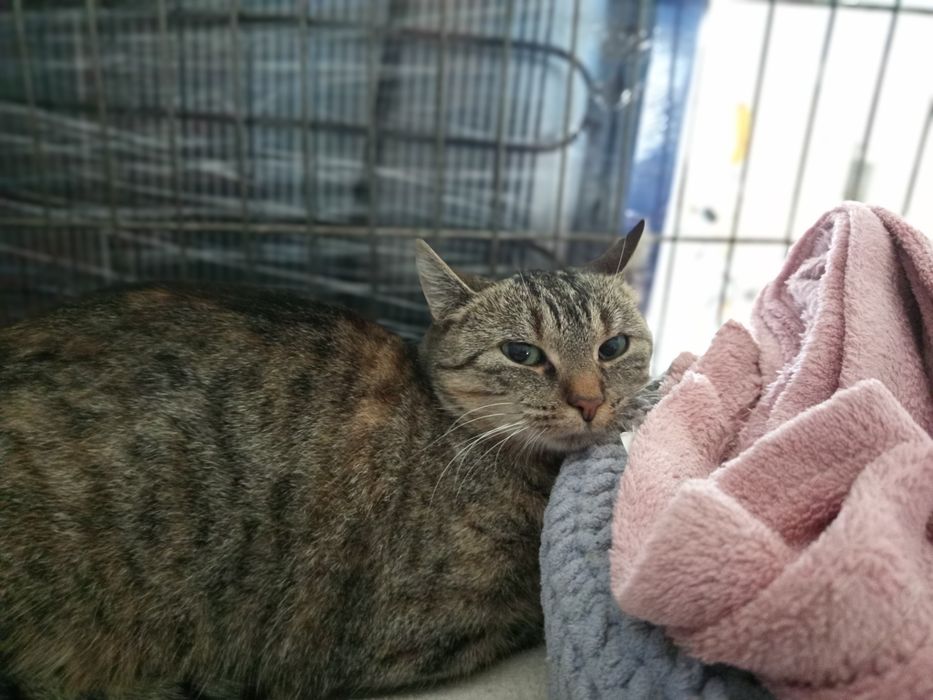 Grzeczna kotka Kania szuka domku