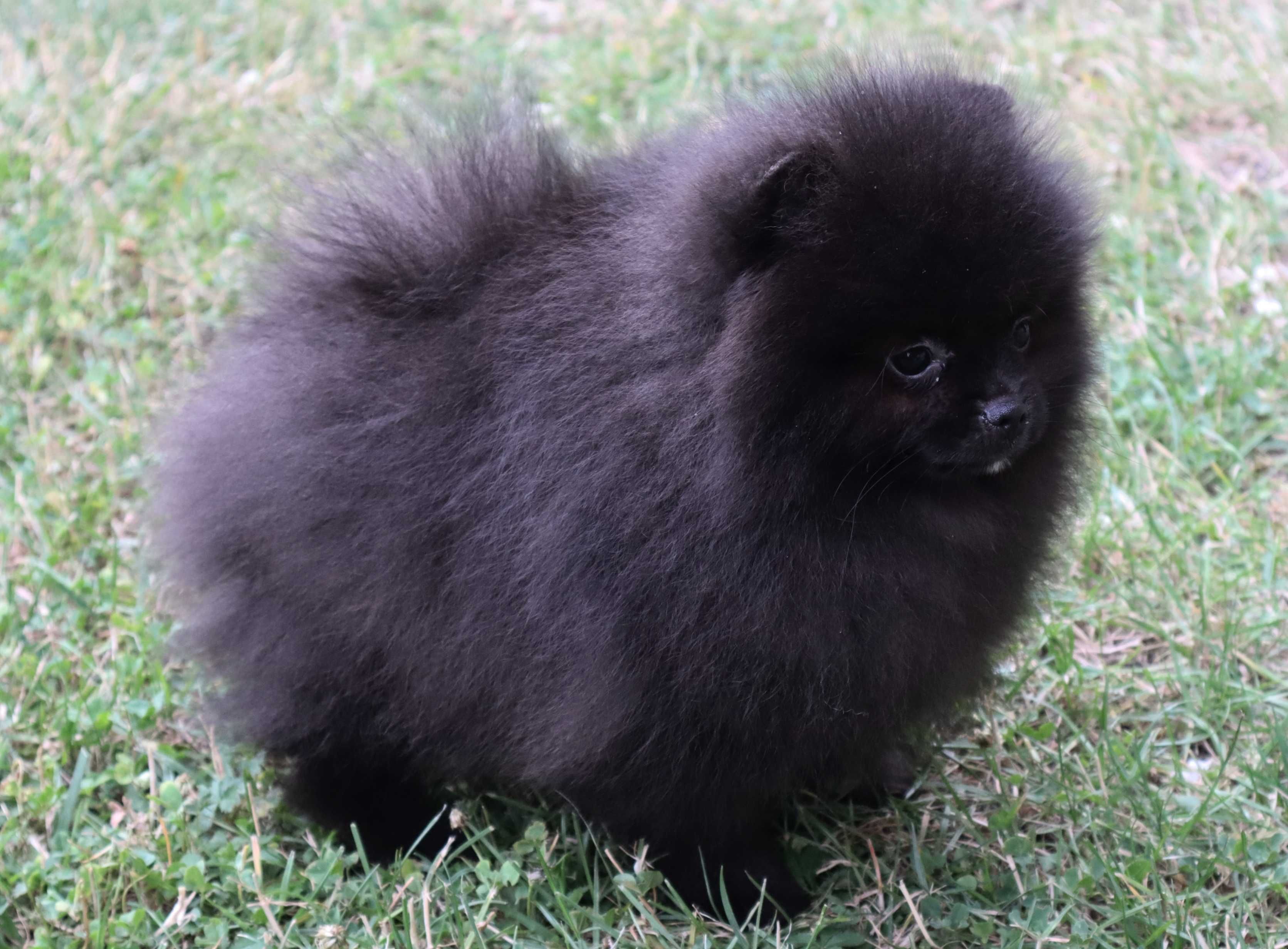 Chłopiec pomeranian