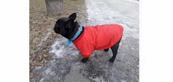 Утеплений зимовий дощовик для невеликих собак