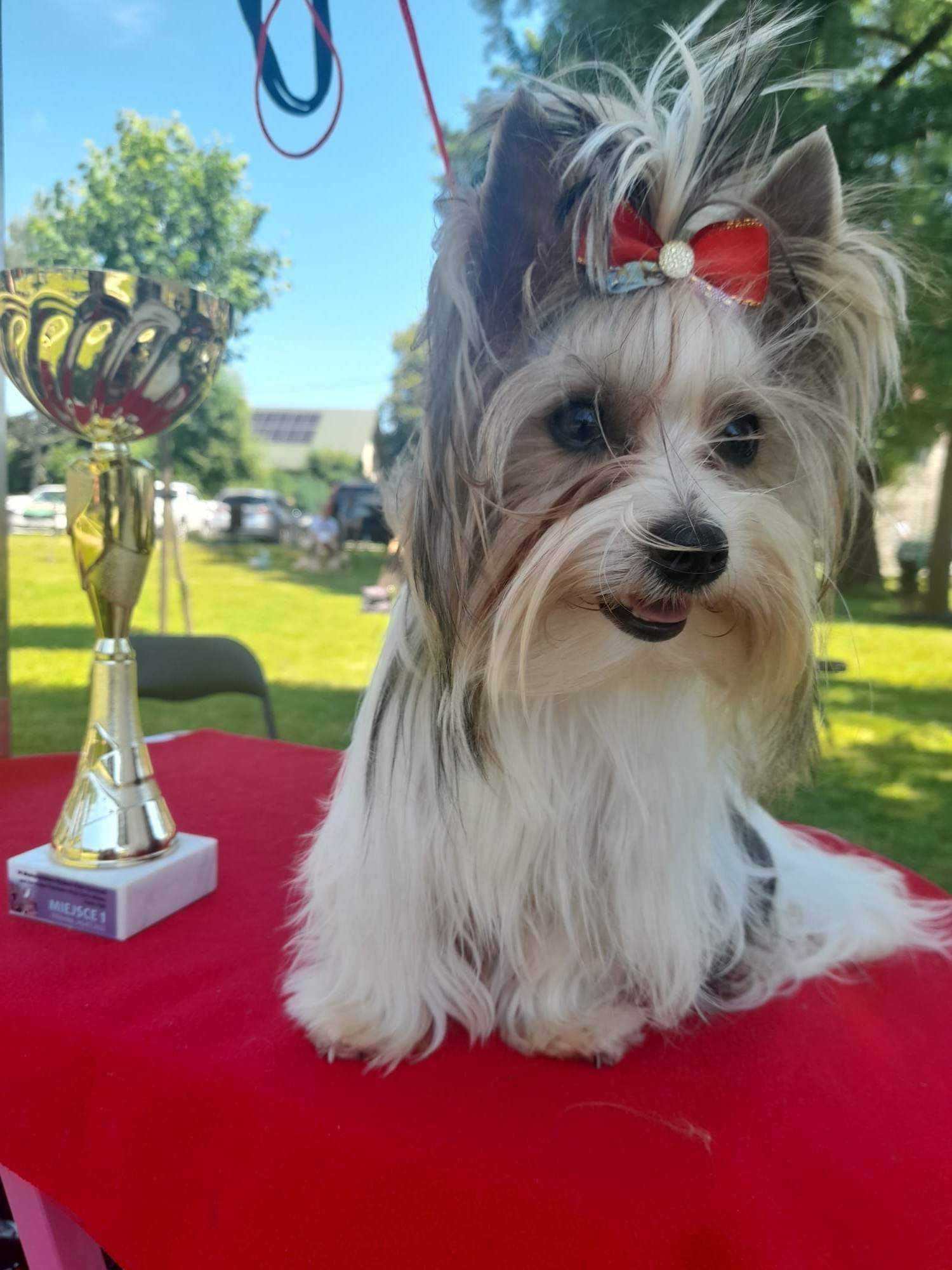 Yorkshire Terrier Reproduktor Mini White Ocen Pearl  Champion