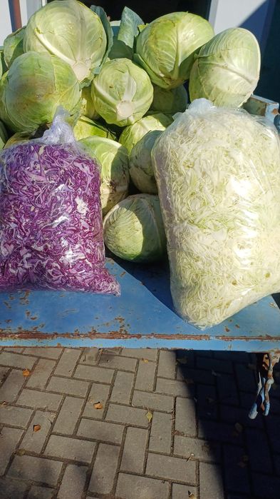 Kapusta szatkowana biała i czerwona