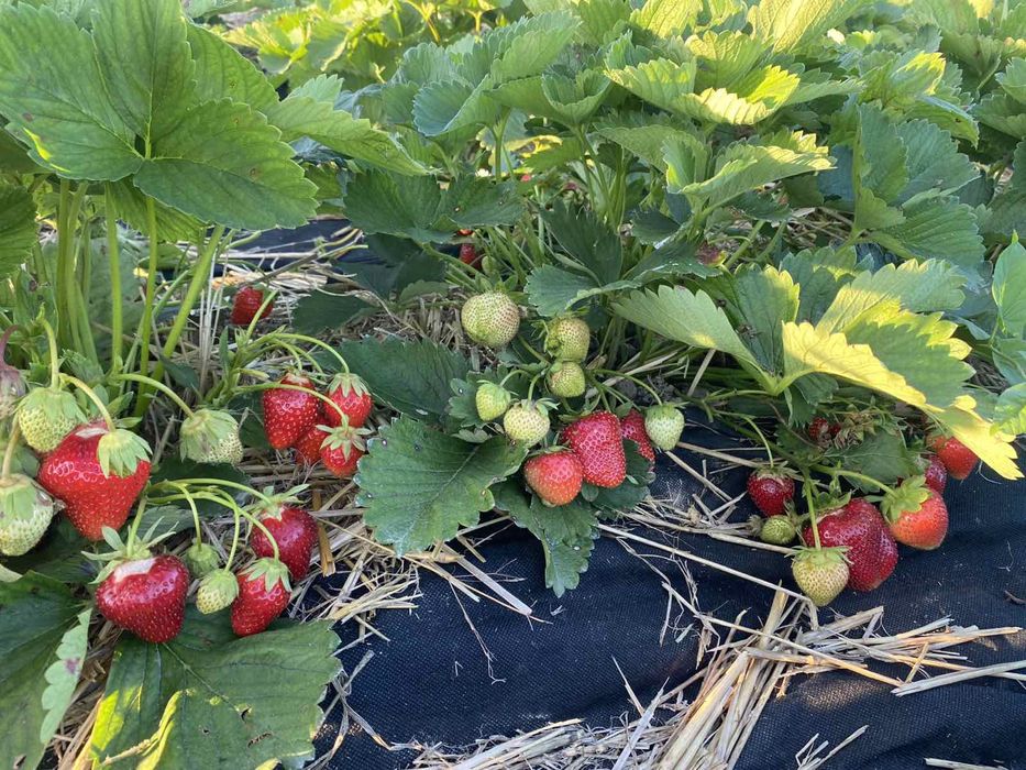 Саджанці полуниці Мармелади