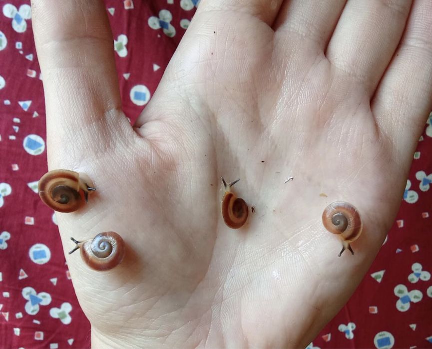 Караколусы