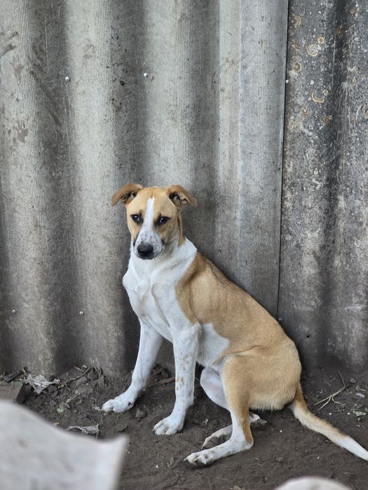 Собака а добрі ручки!