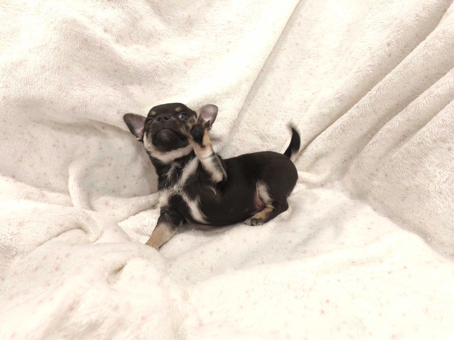 Cudowny chłopiec chihuahua