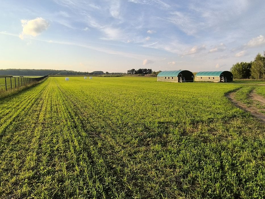 Jajka z wolnego wybiegu