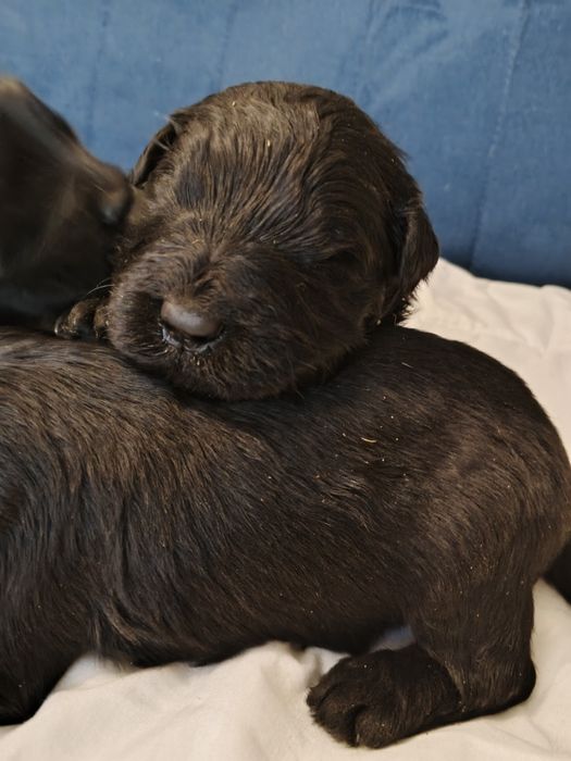 Czarny terier rosyjski, piesek