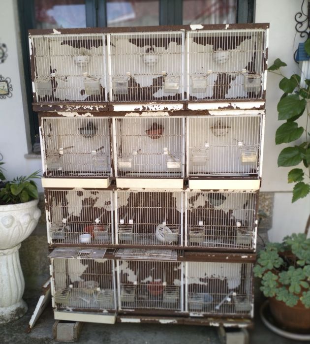 Conjunto de quatro gaiolões