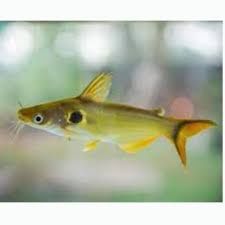 Peixes para troca