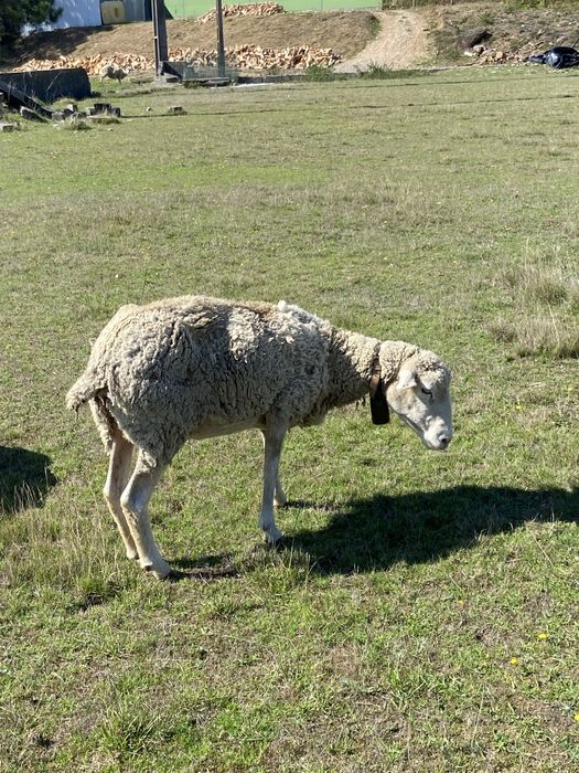 Vende se  rebanho de 11ovelhas. Ou troco por outros animais , vacas