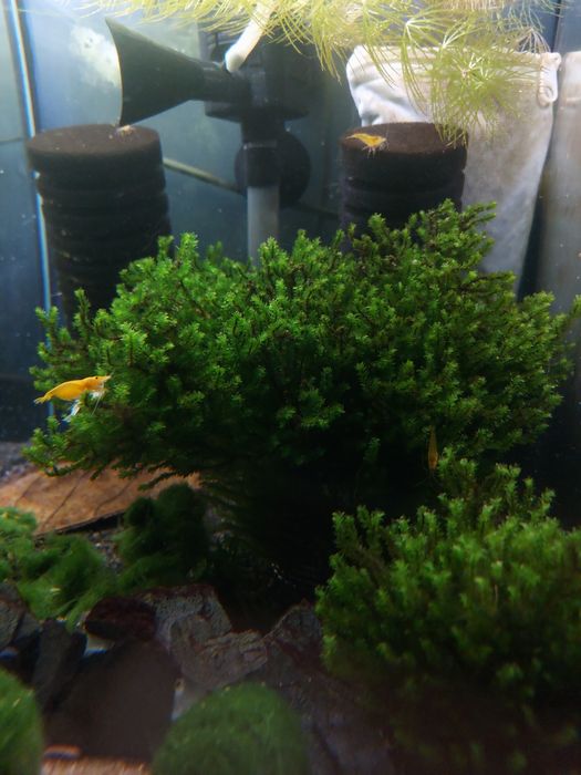 Mech Distichophyllum Hookeriaceae sp. Rare Moss - porcja z przycinki