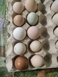 Jaja lęgowe kur mix niespodzianki ozdobne i nioski