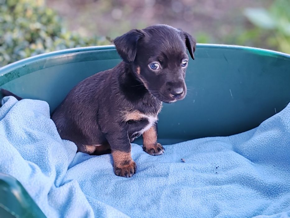 Dou cachorros porte pequeno